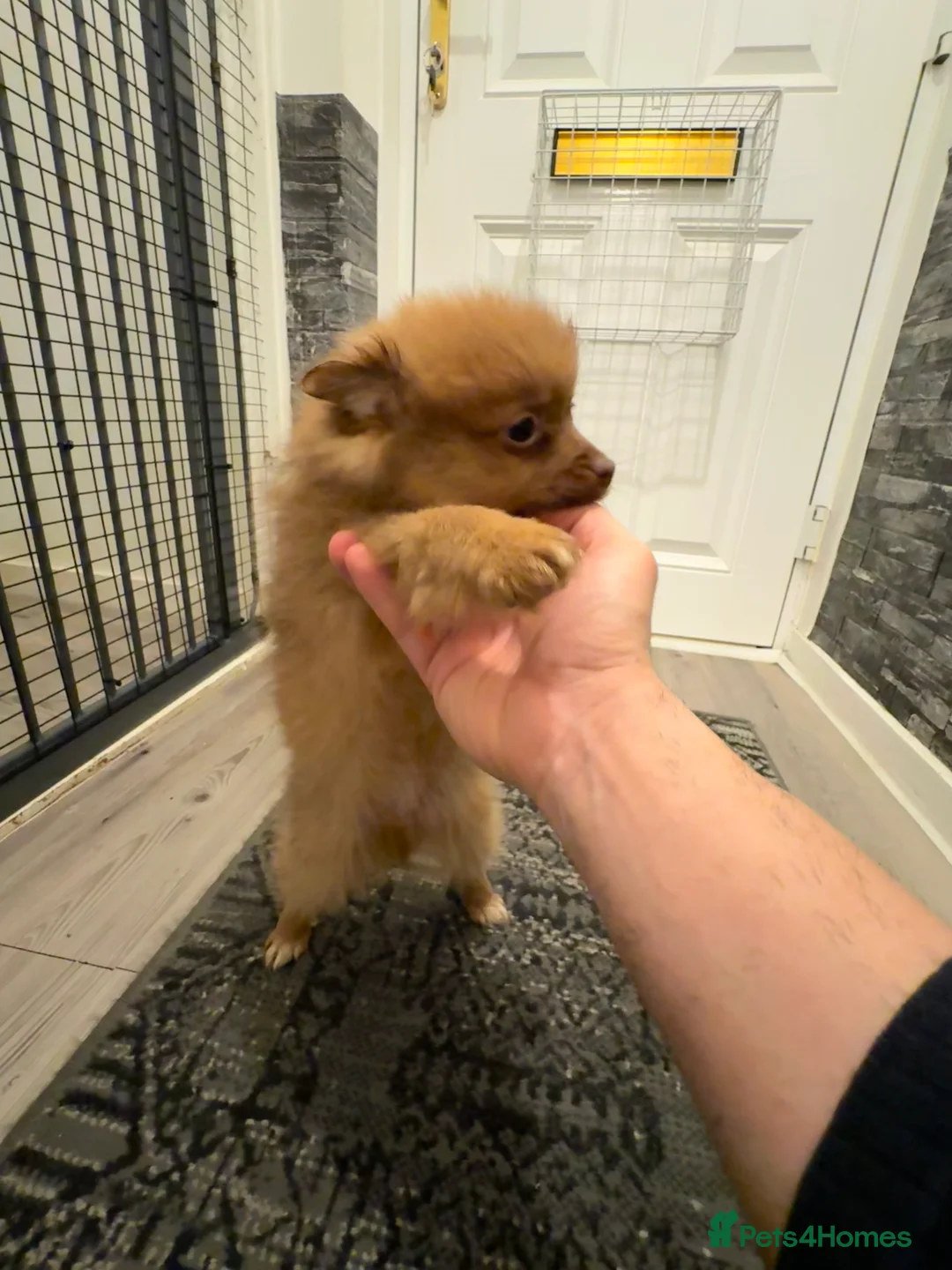 Pomeranian dogs for sale: ✨🐶One BOY Adorable Pomeranian Puppy 🐶✨ - Advert 4