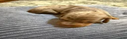 Miniature Dachshund dogs for sale: Miniature Dachshunds  in Thornhill - Advert 9