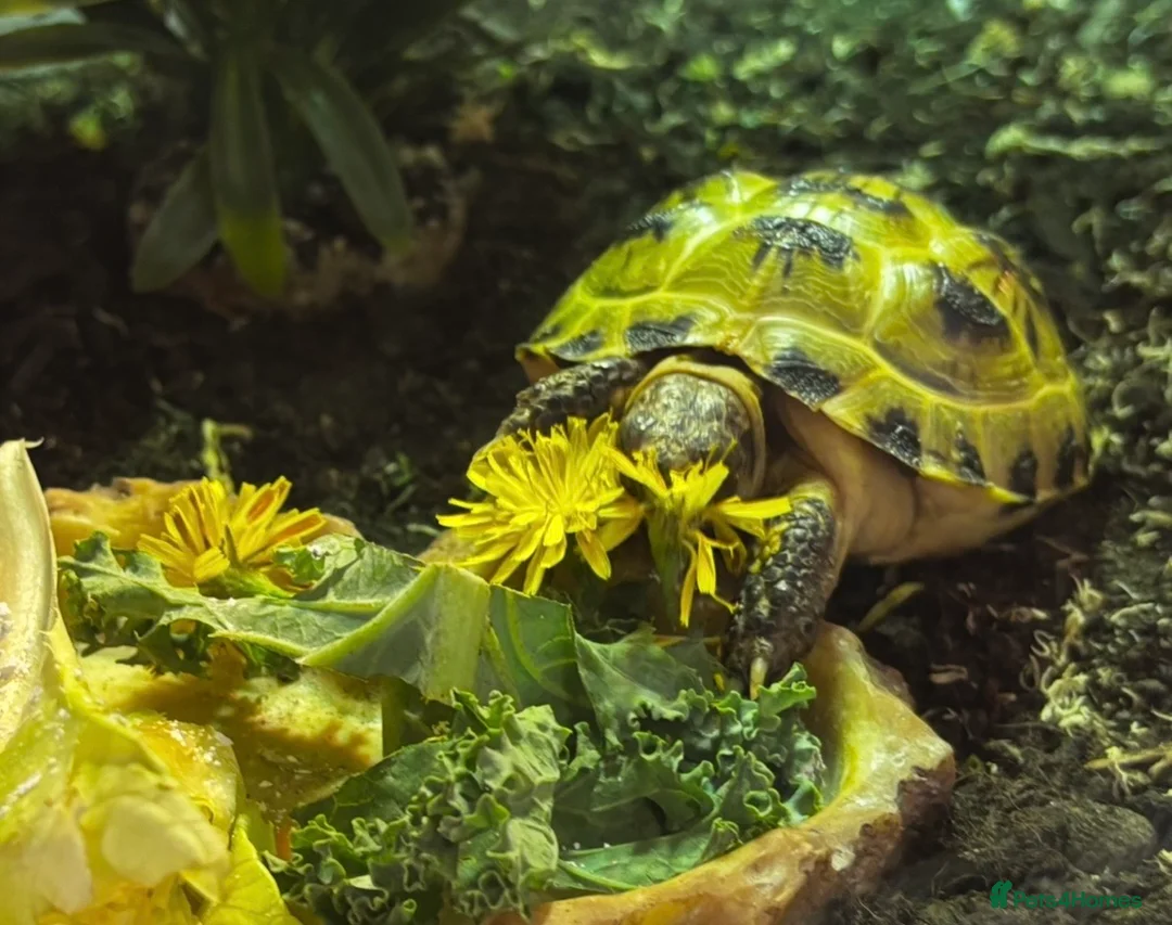 Tortoise reptiles for sale: 1 year old Horsfield Tortoise with enclosure etc - Advert 3