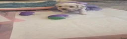 Maltese dogs for sale: Cute puppies❤️💜🩵🩶 - Advert 4