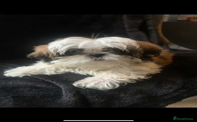 Shih Tzu dogs - Advert 6
