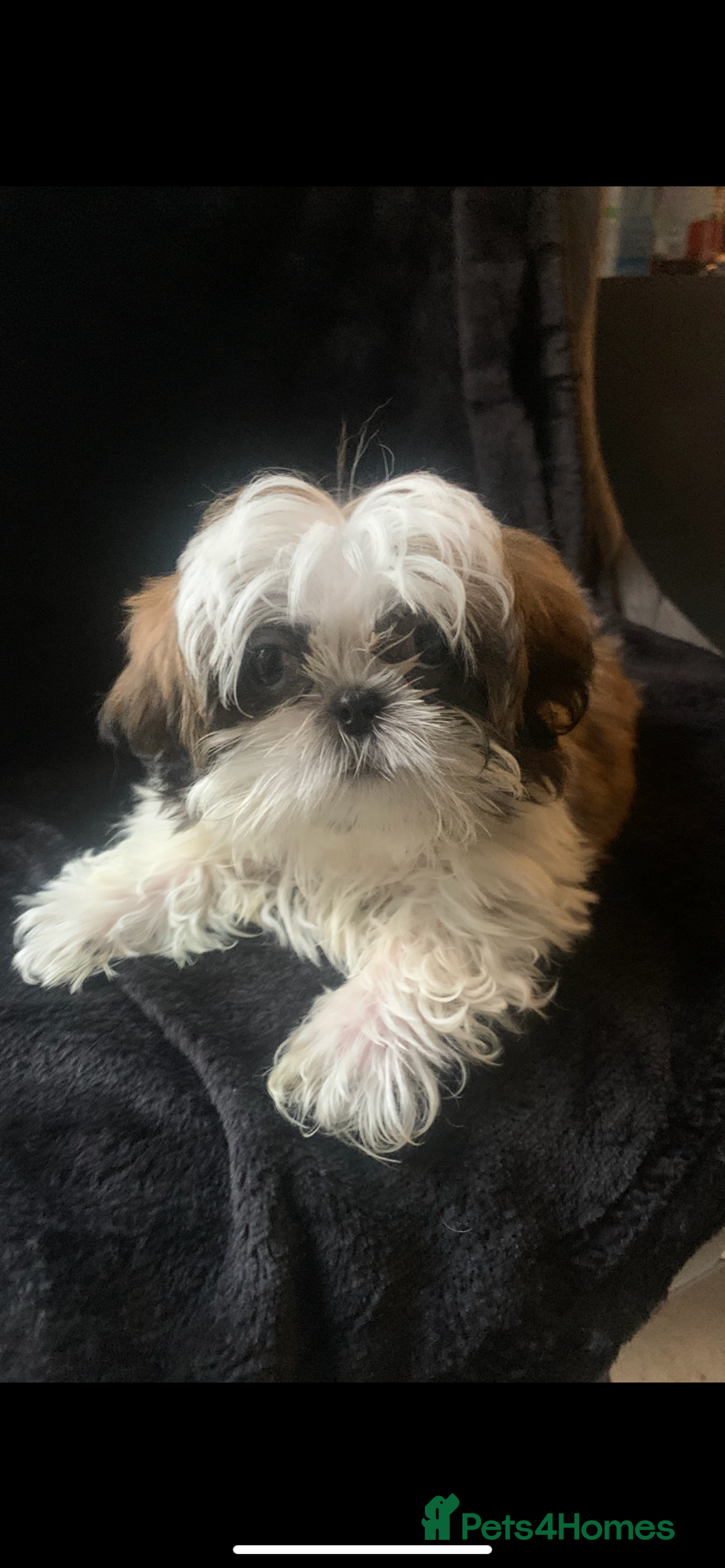 Shih Tzu dogs for sale: Shih Tzu puppies 1 BOY LEFT fully vaccinated  - Image 1