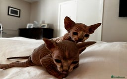 Sphynx cats for sale: Sphinx kittens  - Image 1