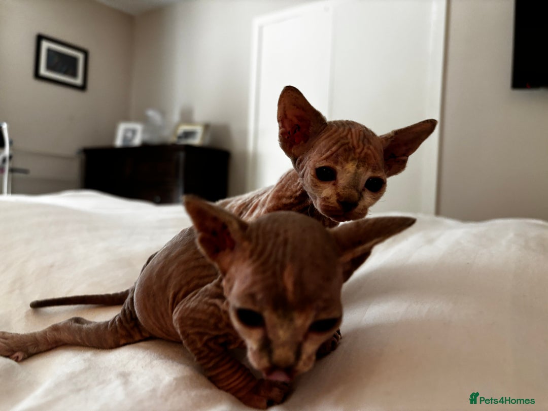 Sphynx cats for sale: Sphinx kittens  - Image 1