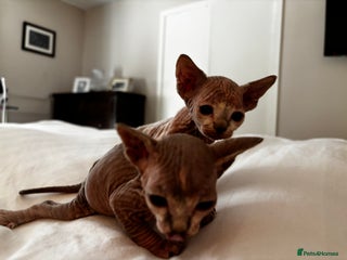 Sphynx cats - Advert 1