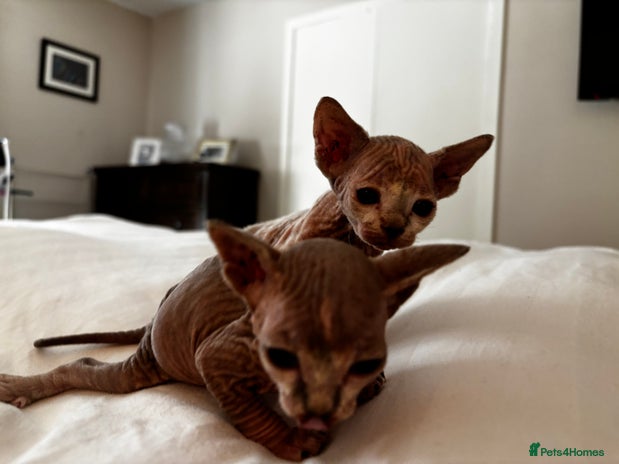 Sphynx cats - Advert 1
