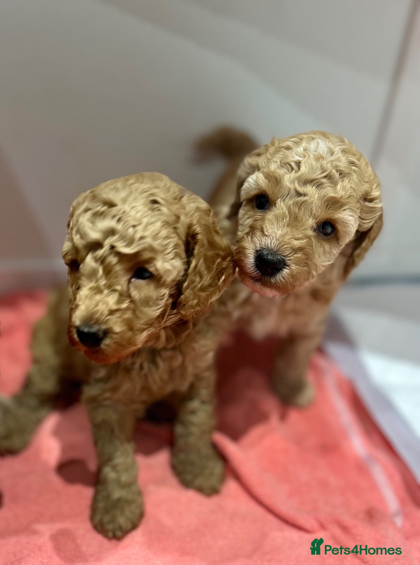 Miniature Poodle dogs Beautiful Miniature Poodles - Advert 9