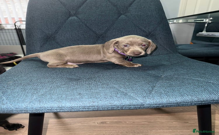 Miniature Dachshund dogs Miniature Dachshund puppy’s PRA clear - Advert 1