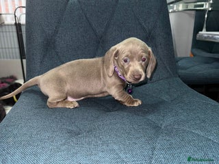 Miniature Dachshund dogs - Advert 33