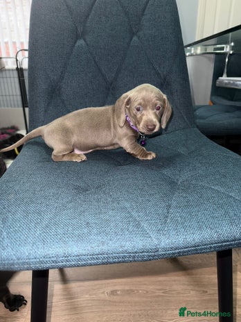 Miniature Dachshund dogs Miniature Dachshund puppy’s PRA clear - Advert 1