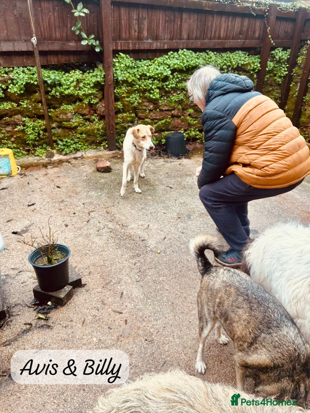 Mixed Breed dogs for adoption: Avis- 20 months - Available Devon area 🇬🇧🇬🇧 - Advert 10