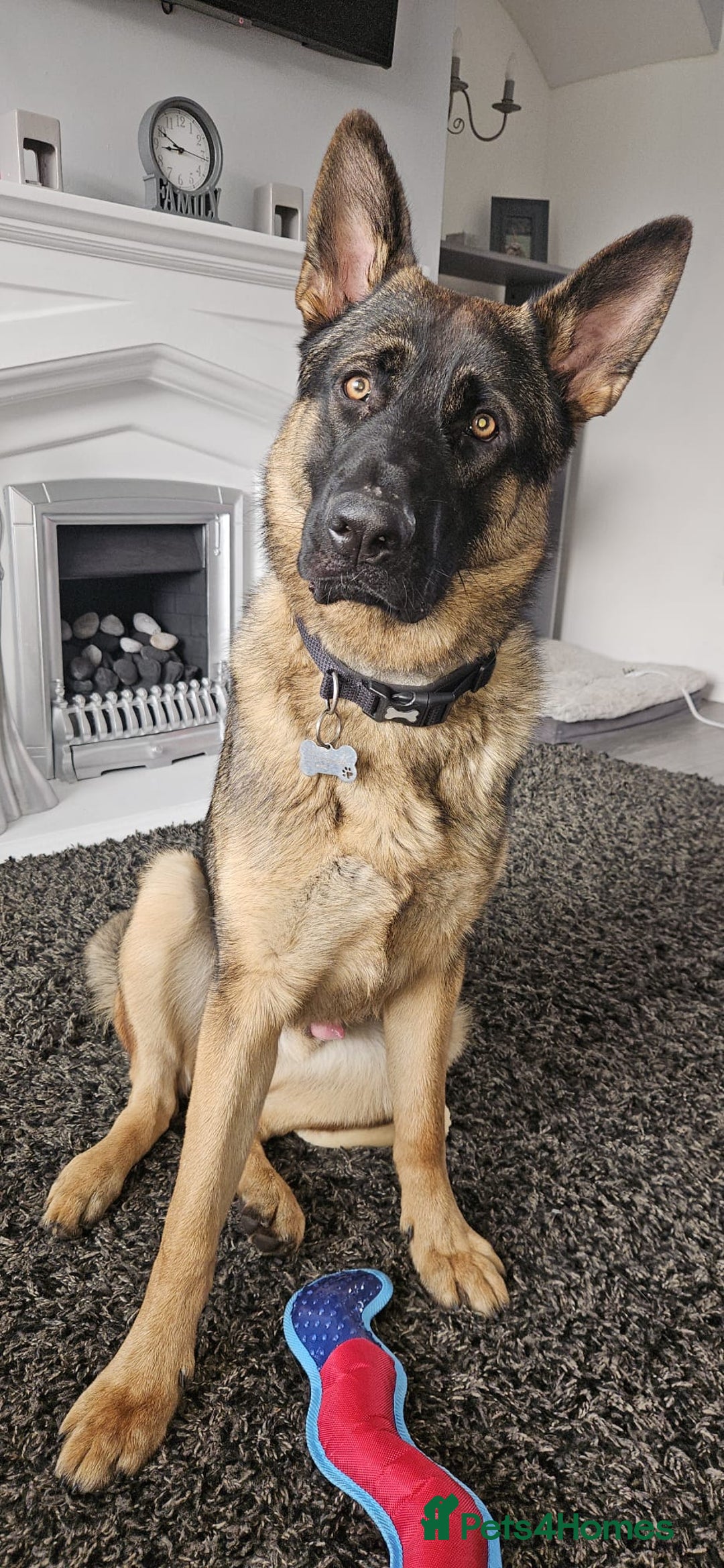 German Shepherd dogs for sale: 1 year old male german shepherd - Image 1