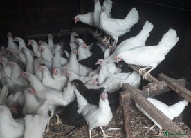 Chickens poultry - Advert 1