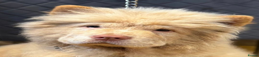 Chow Chow Puppy 4