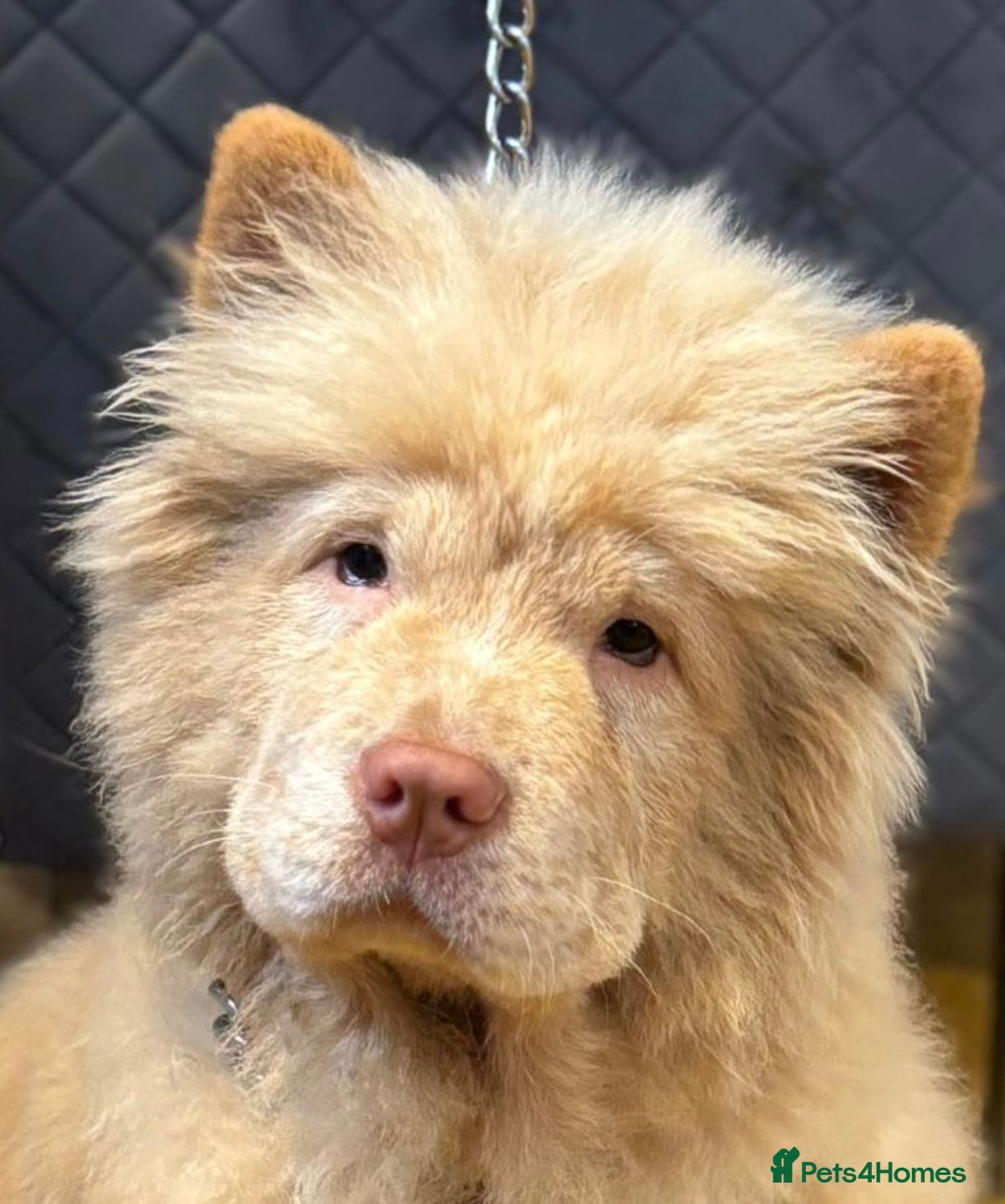 Chow Chow dogs for sale: 5 TOP QUALITY CHOWS 🦁🏡 (REDUCED) - Image 3
