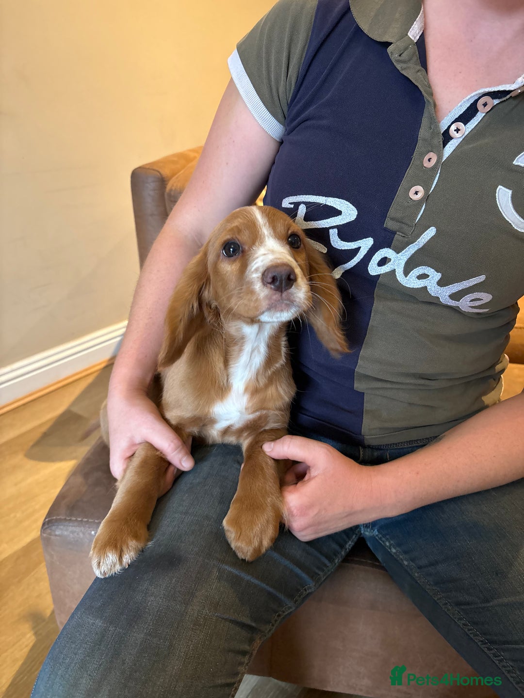Cocker Spaniel dogs for sale: Cocker Spaniel Puppies  - Image 3