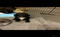 Sprocker dogs for sale: Beautiful Sprocker Puppies - Advert 4