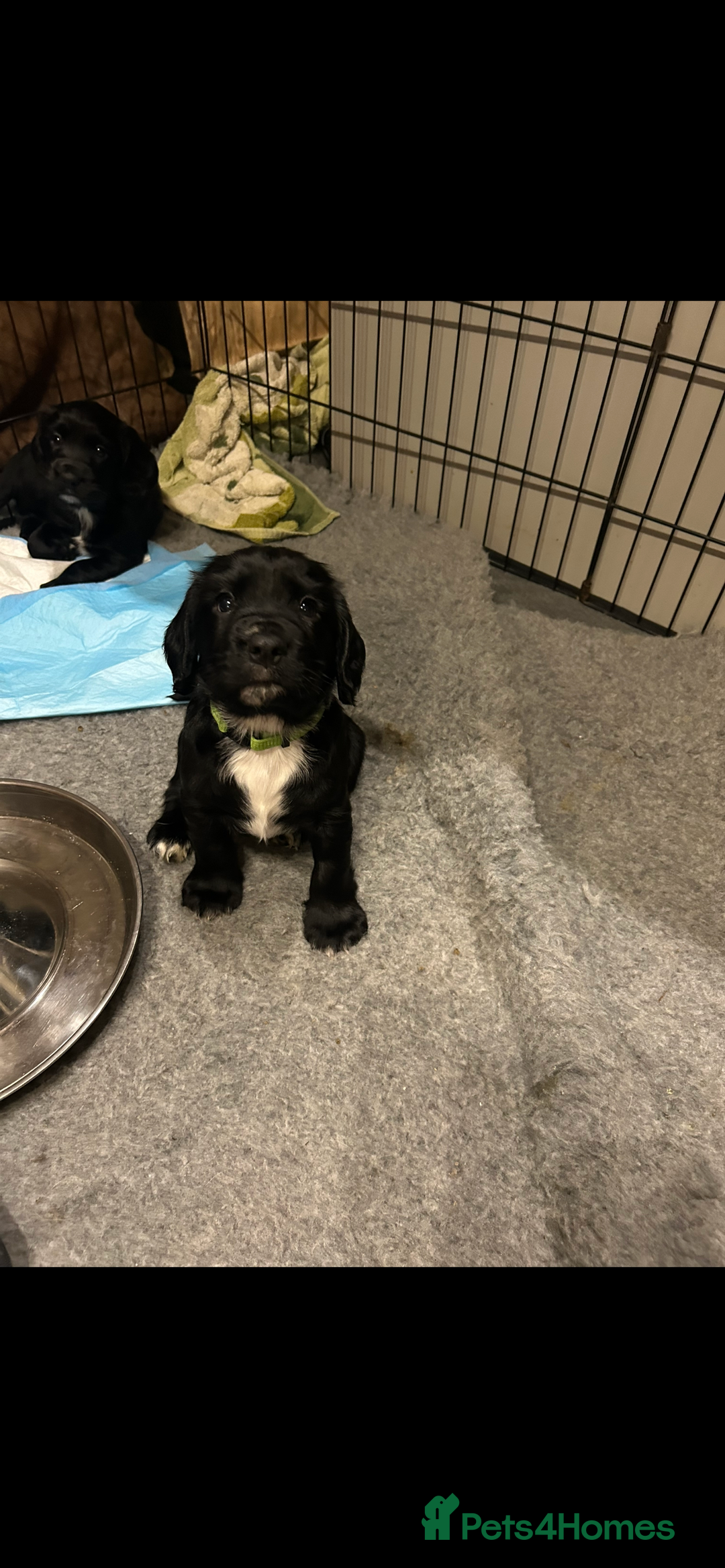 Sprocker dogs for sale: Beautiful Sprocker Puppies - Advert 4