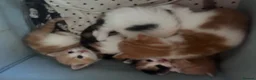 Mixed Breed cats for sale: Mrs S. Averlingiene  in Enfield - Advert 10