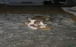 English Bulldog dogs for sale: Old English bulldog female.  - Image 2