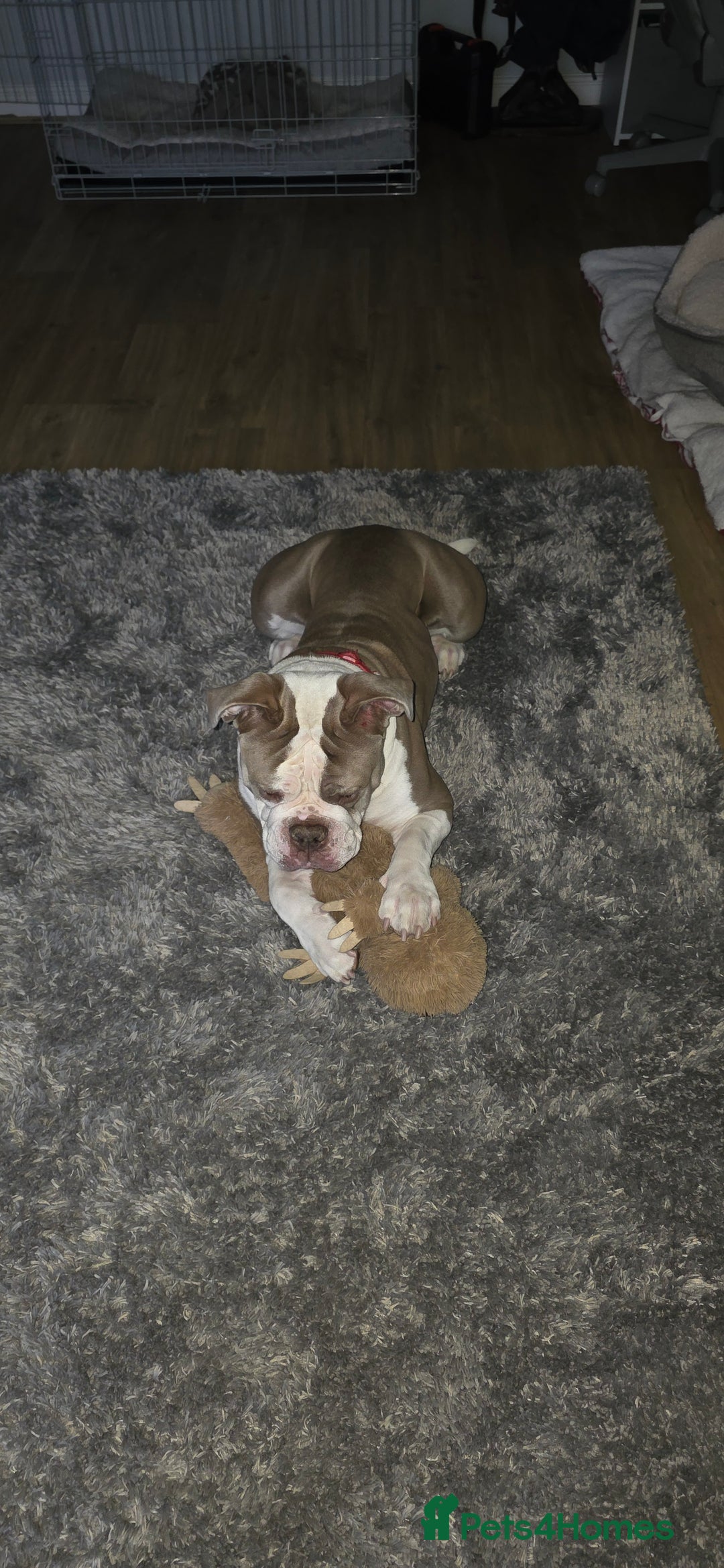 English Bulldog dogs for sale: Old English bulldog female.  - Image 2