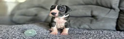 Great Dane dogs for sale: Exceptional Great Dane puppies 🐶  - Advert 19