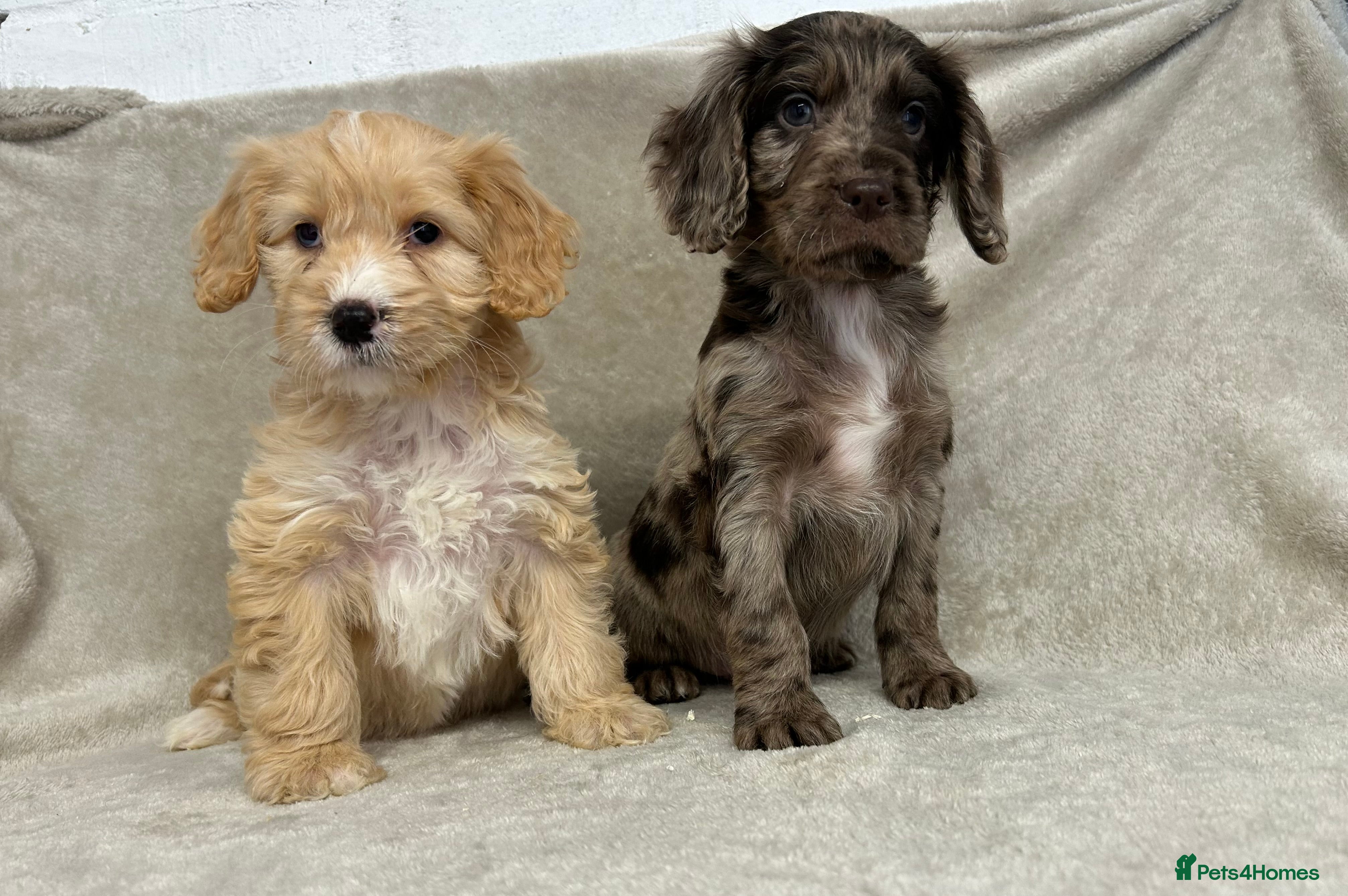 Cockapoo dogs Stunning cockapoo puppies  - Advert 1