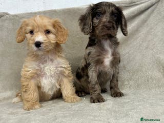 Cockapoo dogs Stunning cockapoo puppies - Advert 1