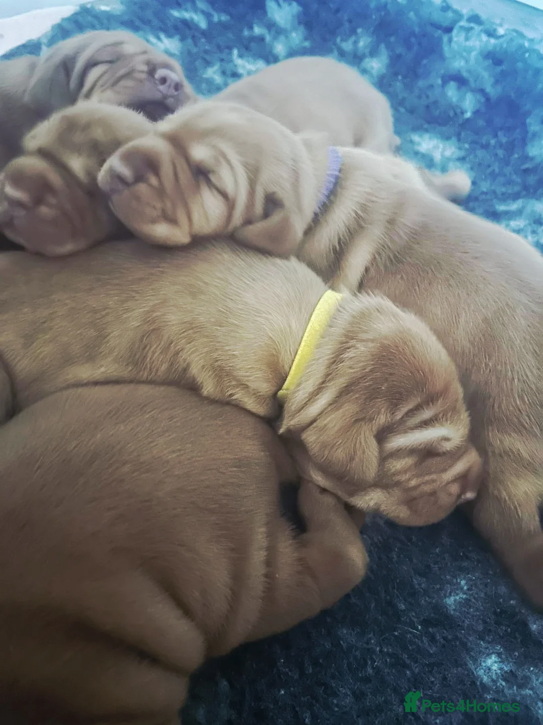 Hungarian Vizsla dogs for sale: Wirehaired vizsla puppies  - Advert 13