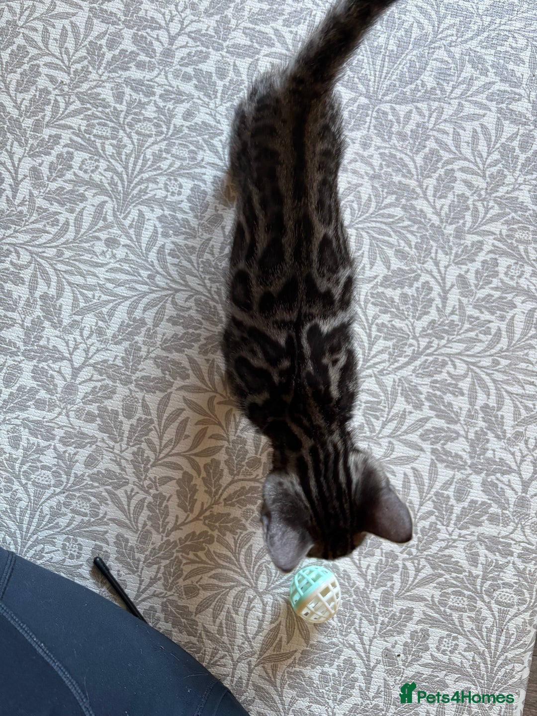 Bengal cats for sale: Pedigree TICA Bengal Brown Rosetted Male Kitten - Image 22