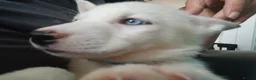 Siberian Husky dogs for sale: 2 LEFT REDUCED Stunning Siberian Husky Puppies - Advert 12