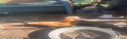Chickens poultry for sale: Hens, different breeds downsizing flock in Romsey - Advert 11