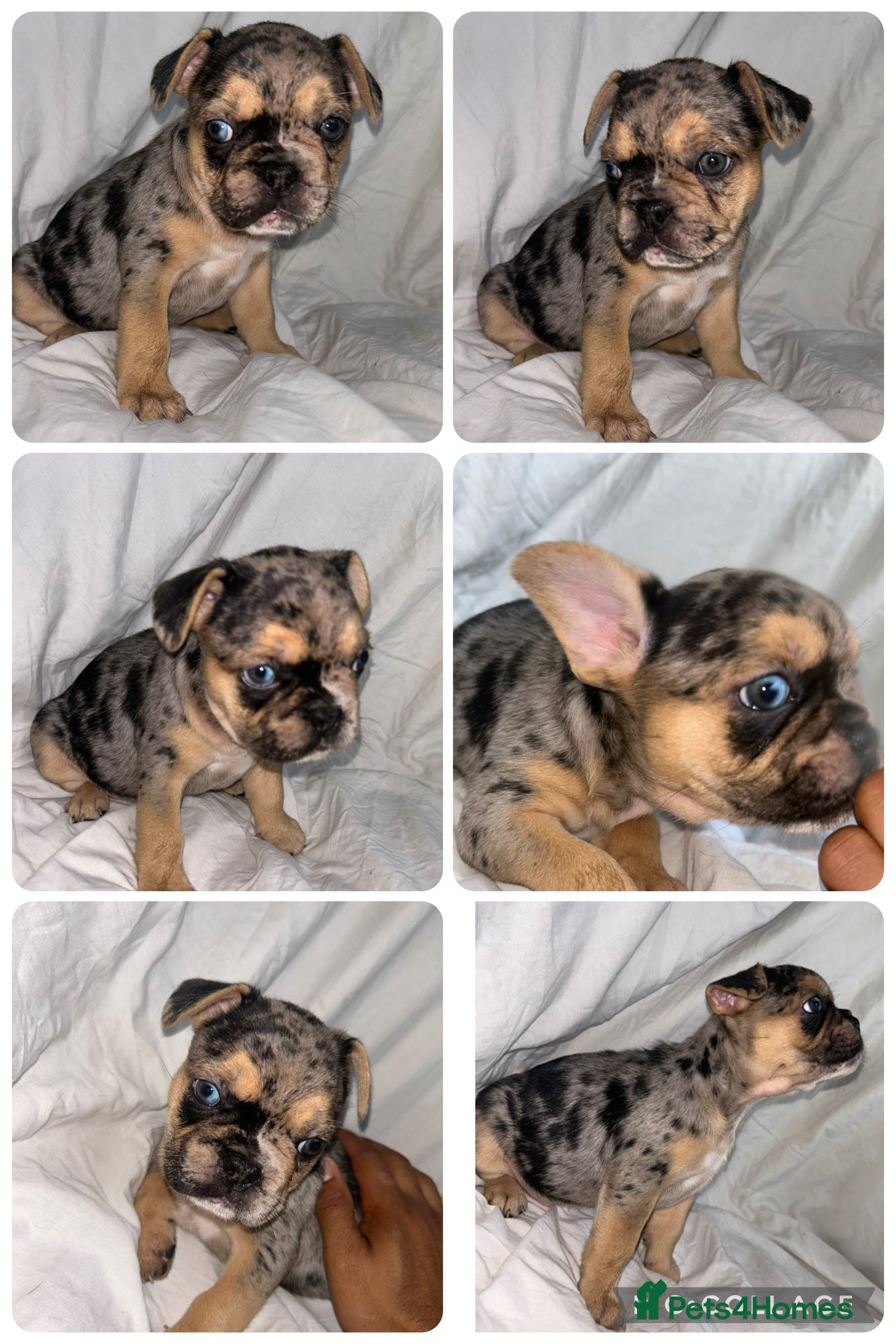 French Bulldog dogs French bulldog puppies fluffy carriers  - Advert 12