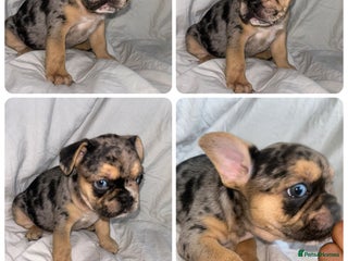 French Bulldog dogs - Advert 8