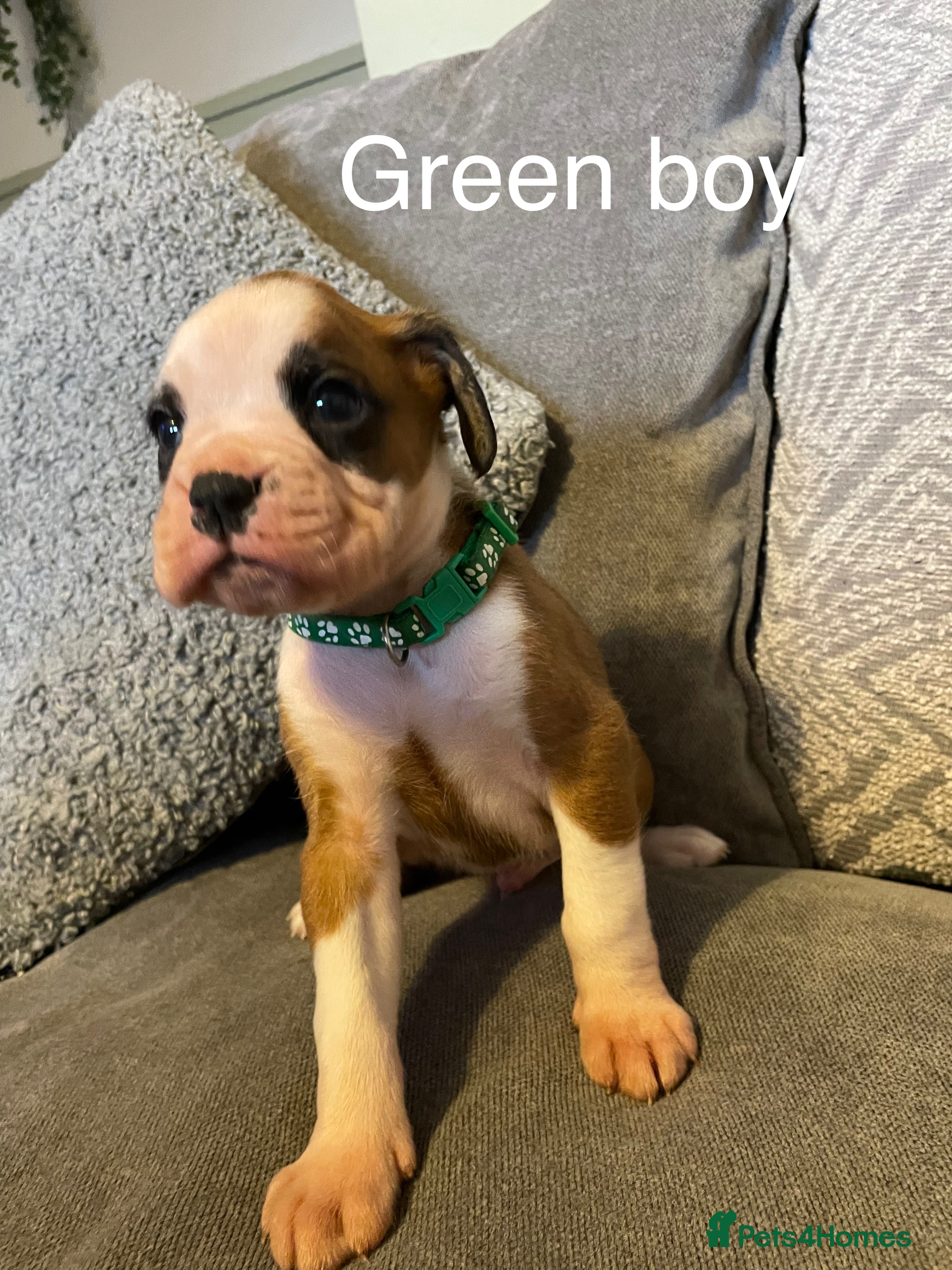 Boxer dogs KC BOXER PUPPIES - Advert 4