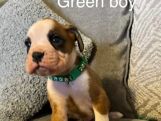 Boxer dogs KC BOXER PUPPIES - Advert 4