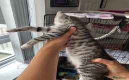 Russian Blue cats for sale: Silver tabby black tabby kittens  - Image 18