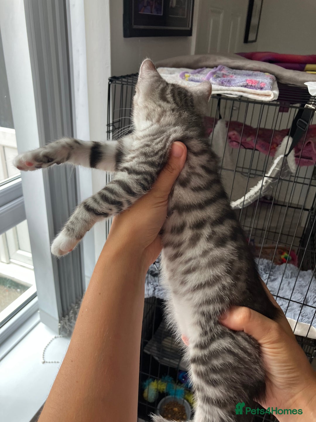 Russian Blue cats for sale: Silver tabby black tabby kittens  - Image 18
