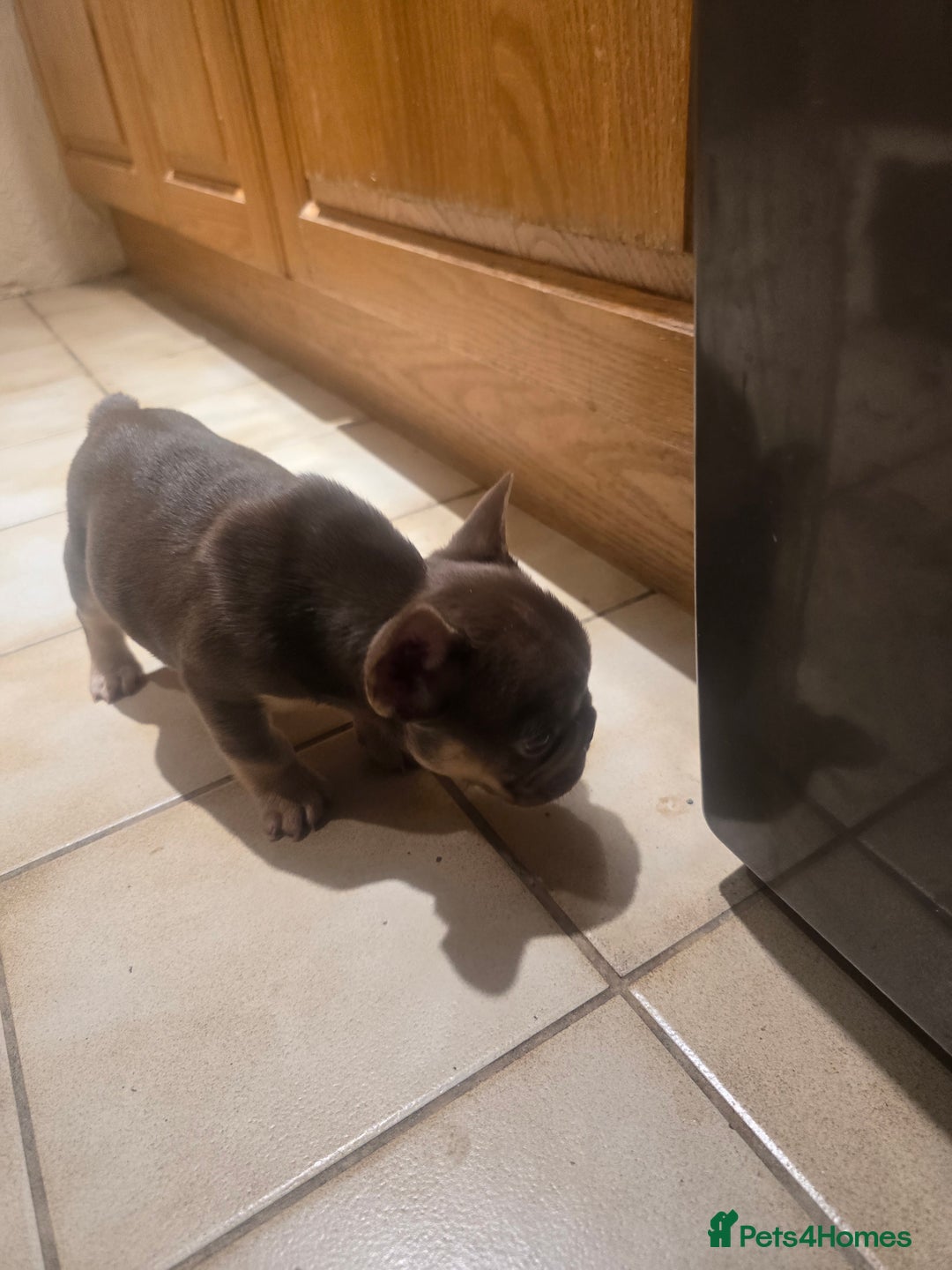 French Bulldog dogs for sale: 2 beautiful French bulldogs for sale - Advert 14