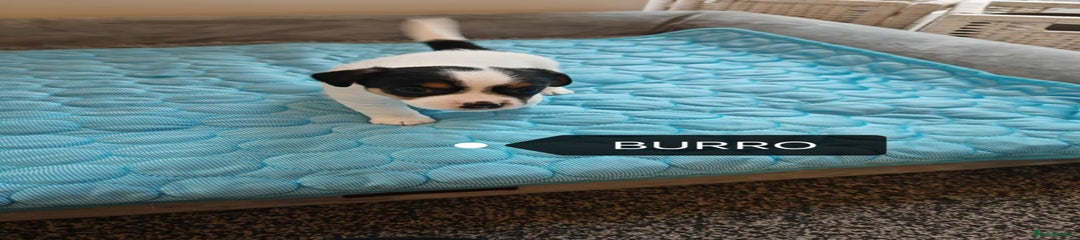 Jack Russell Puppy 1(Burro)