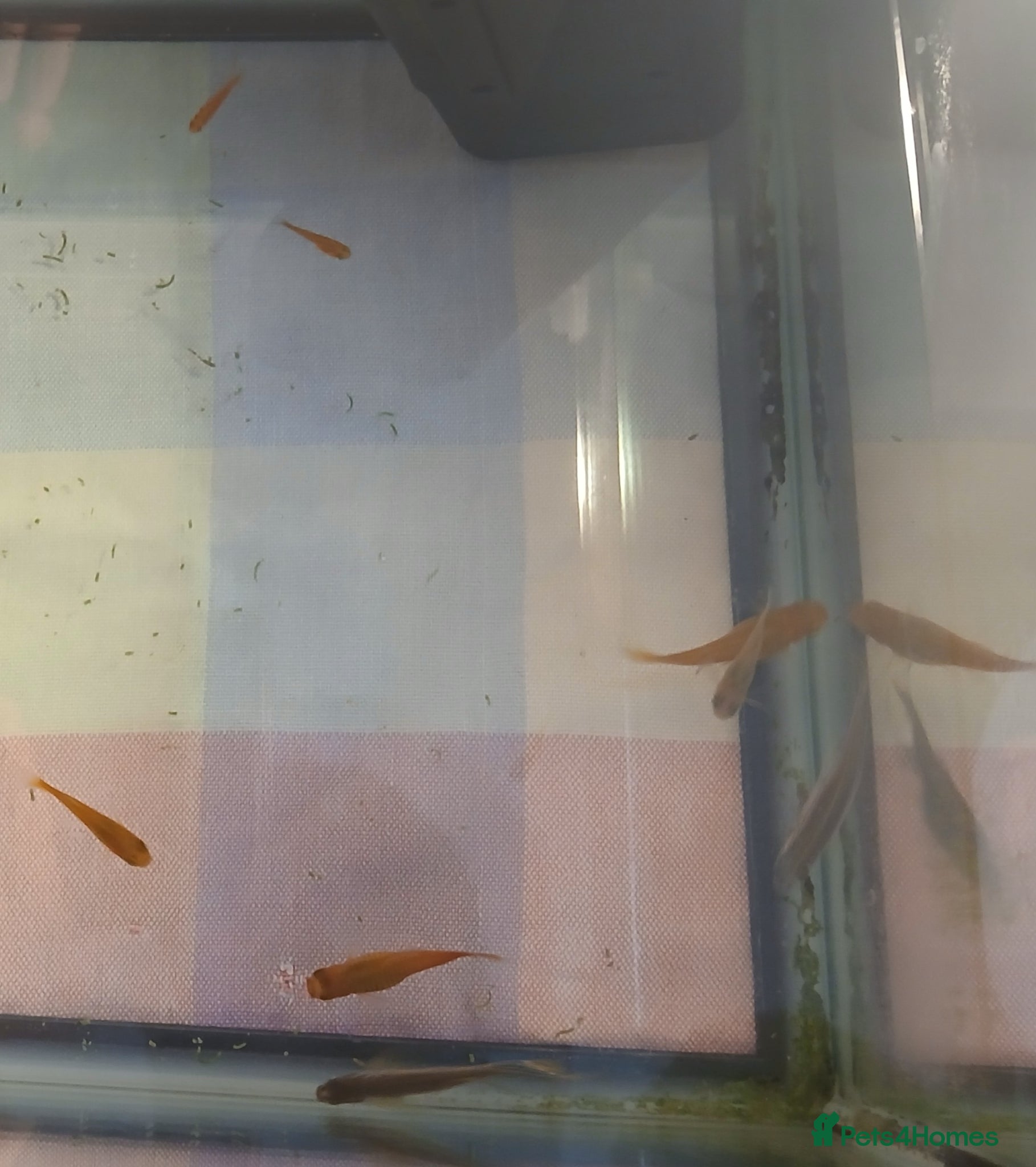 Platies fish Tank kit and fish - Advert 1
