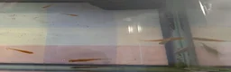 Platies fish for sale: Tank kit and fish in Bridgwater - Advert 1