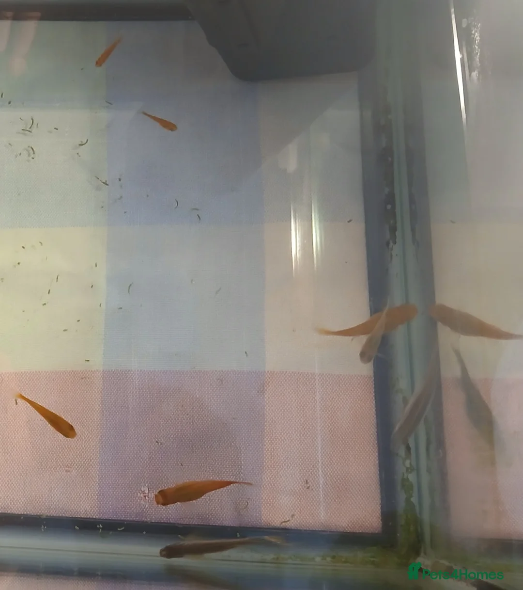 Platies fish for sale: Tank kit and fish in Bridgwater - Advert 1