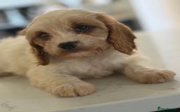 Mixed Breed dogs for sale: Cavalier King Charles Spaniel x Cockapoo - Image 2