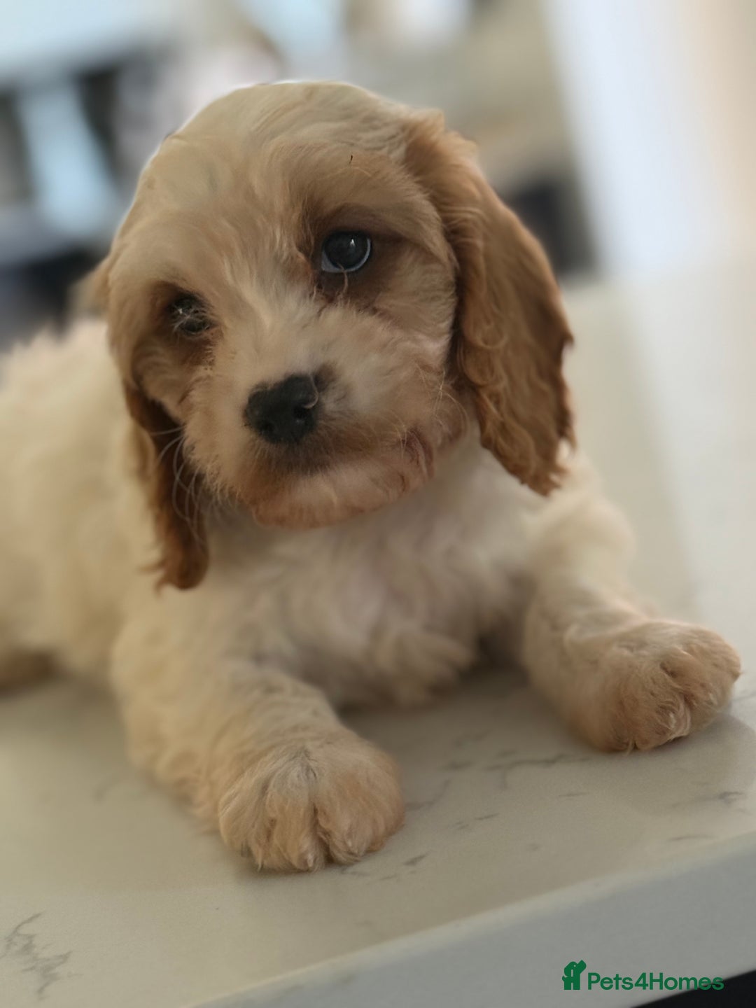 Mixed Breed dogs for sale: Cavalier King Charles Spaniel x Cockapoo - Image 2