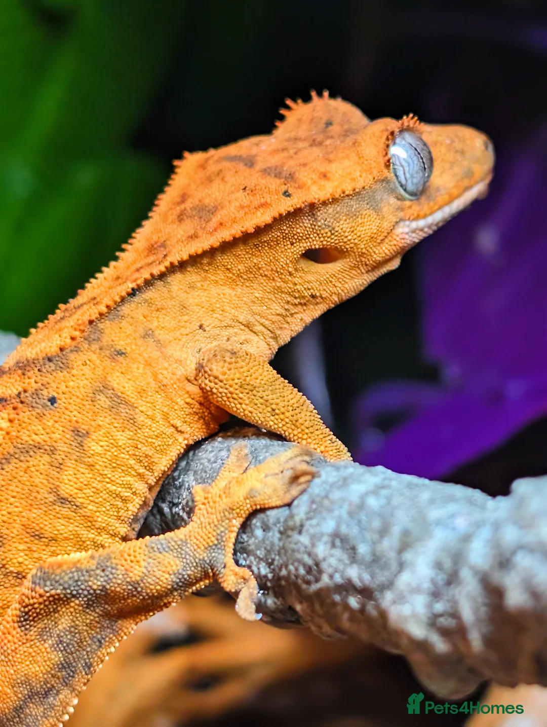 Gecko reptiles for sale: Unsexed Crested Gecko hatchling & full set up - Advert 9