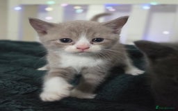 British Shorthair cats for sale: Britishshorthair/ragdoll - Image 2