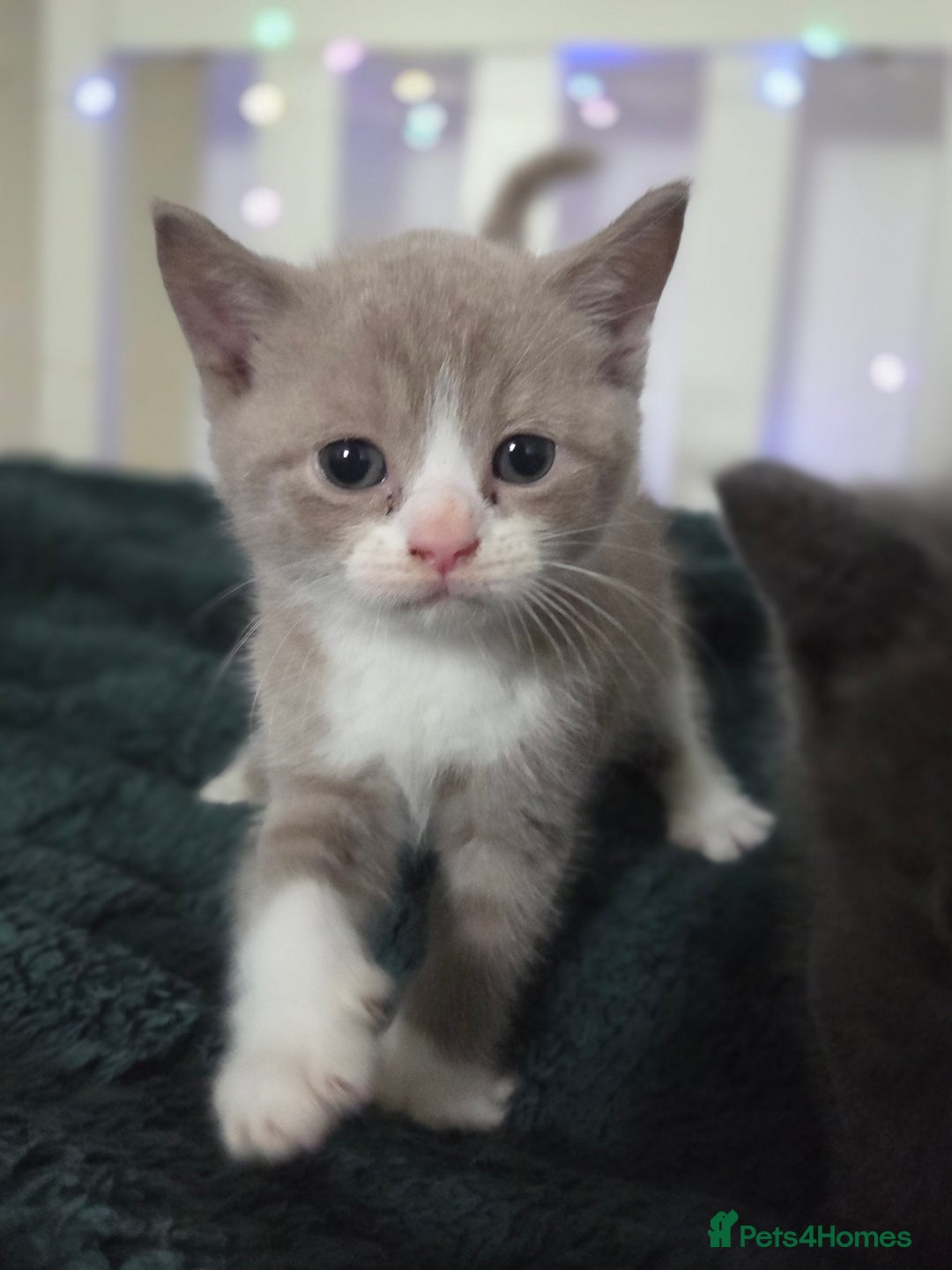 British Shorthair cats for sale: Britishshorthair/ragdoll - Image 2