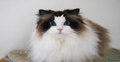 Ragdoll cats - Advert 10