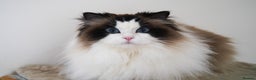 Ragdoll cats for sale: retired queens find new home - Advert 3